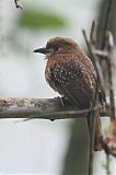 Moustached Puffbird